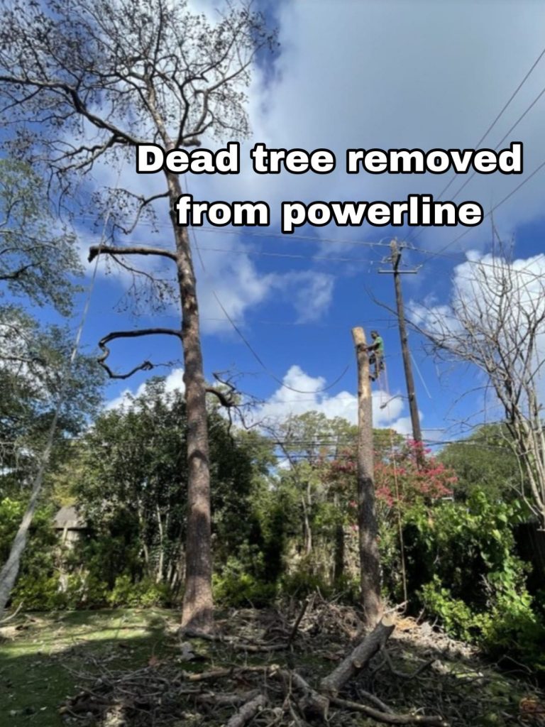 remove tree