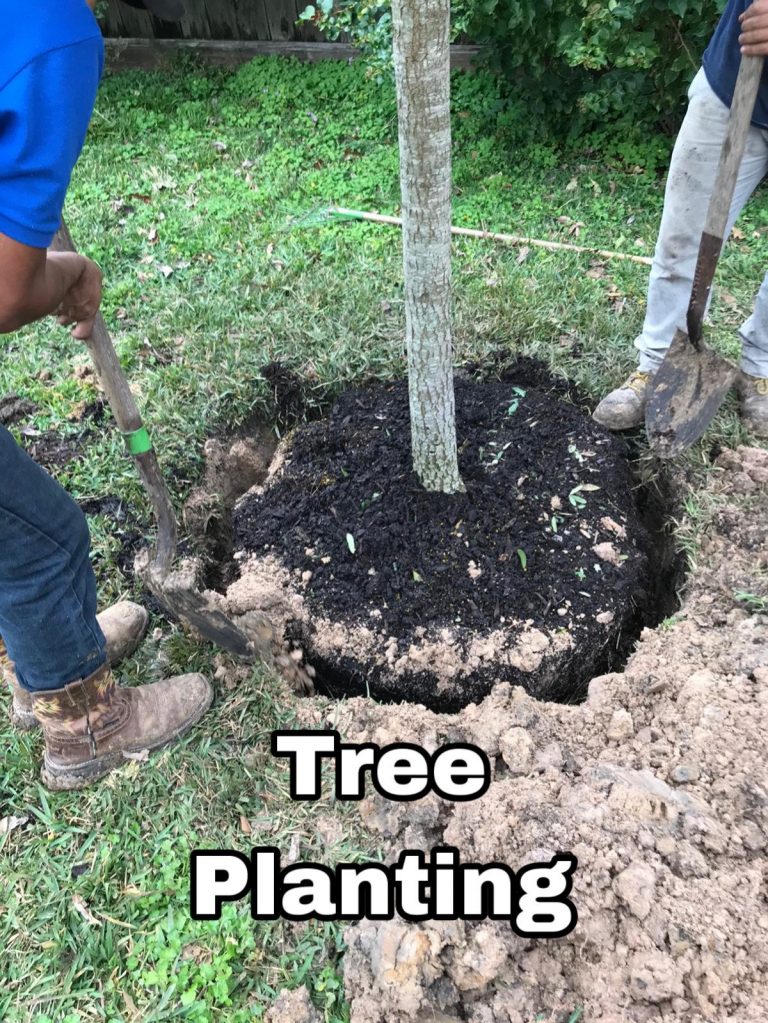 tree planting