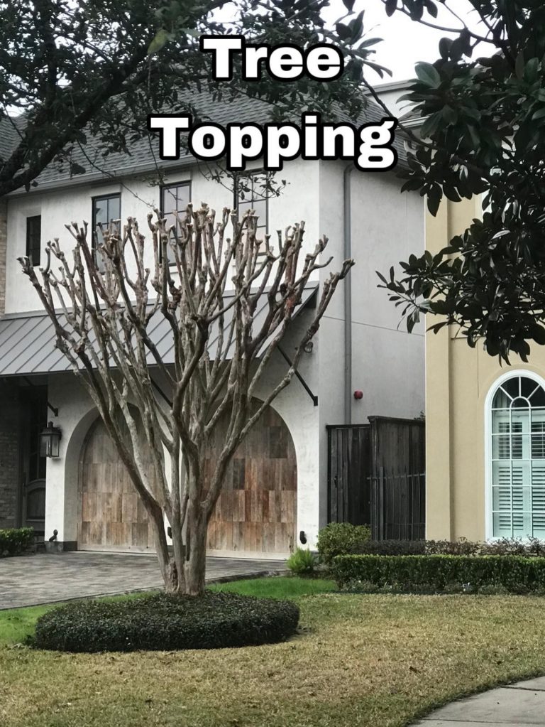tree topping